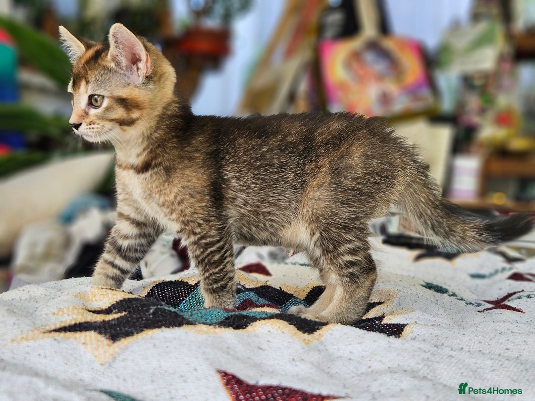 Mixed Breed cats for sale: Beautiful friendly kittens for sale - Image 4