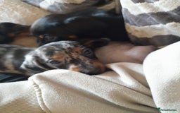 Miniature Dachshund dogs for sale: Miniature dachshund puppies  - Advert 4