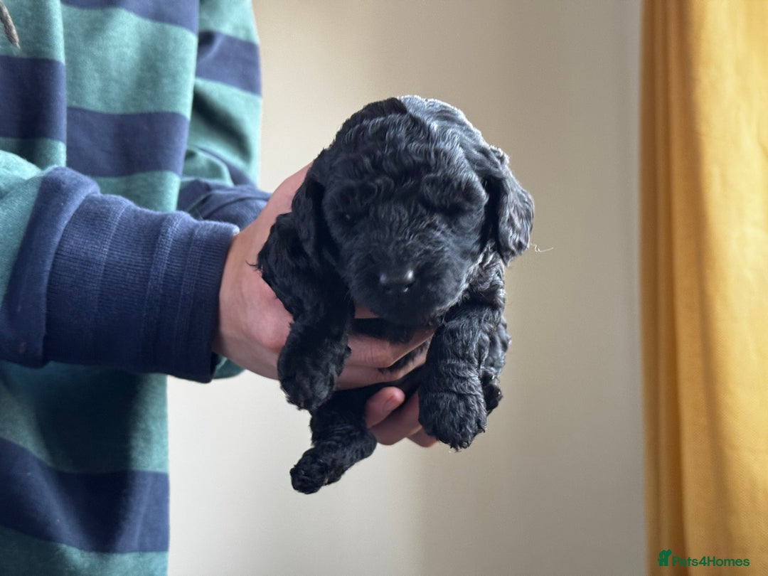 Miniature Poodle dogs for sale: Striking merle and black Miniature Poodle Puppies - Advert 9