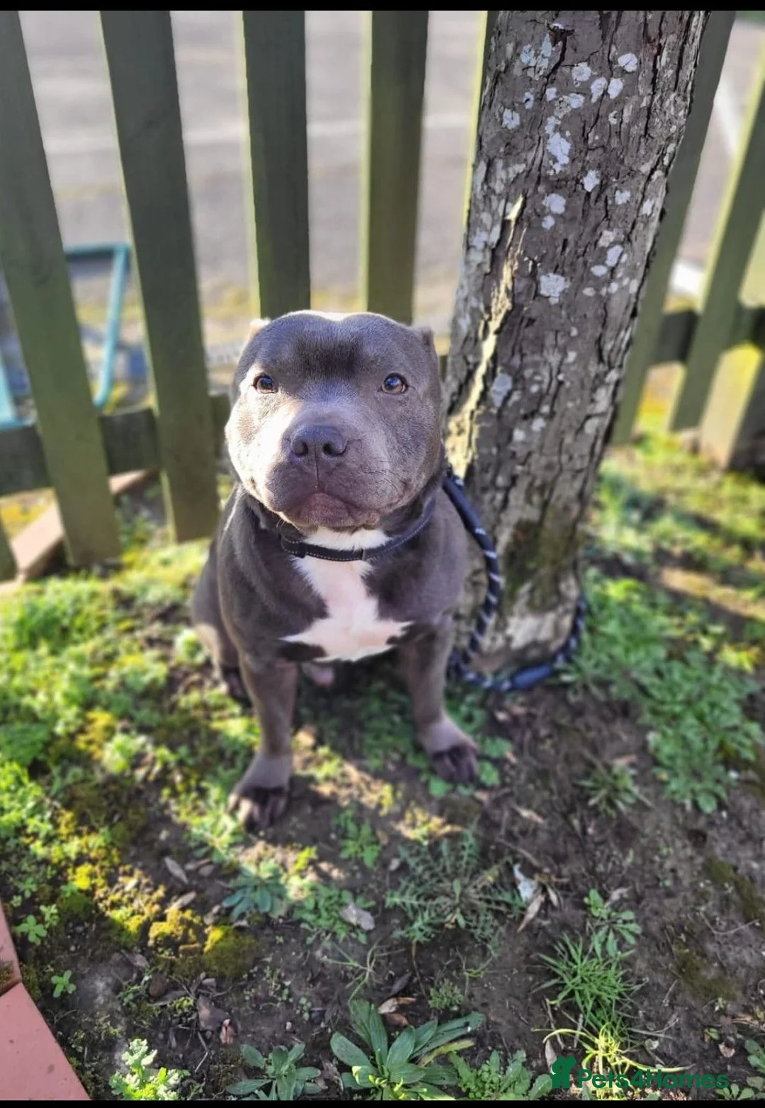Staffordshire Bull Terrier dogs for sale: Dobby  - Advert 5