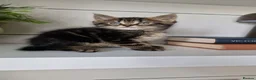 Maine Coon cats for sale: My maincoon Luna has had 7 beautiful kittens - Advert 2