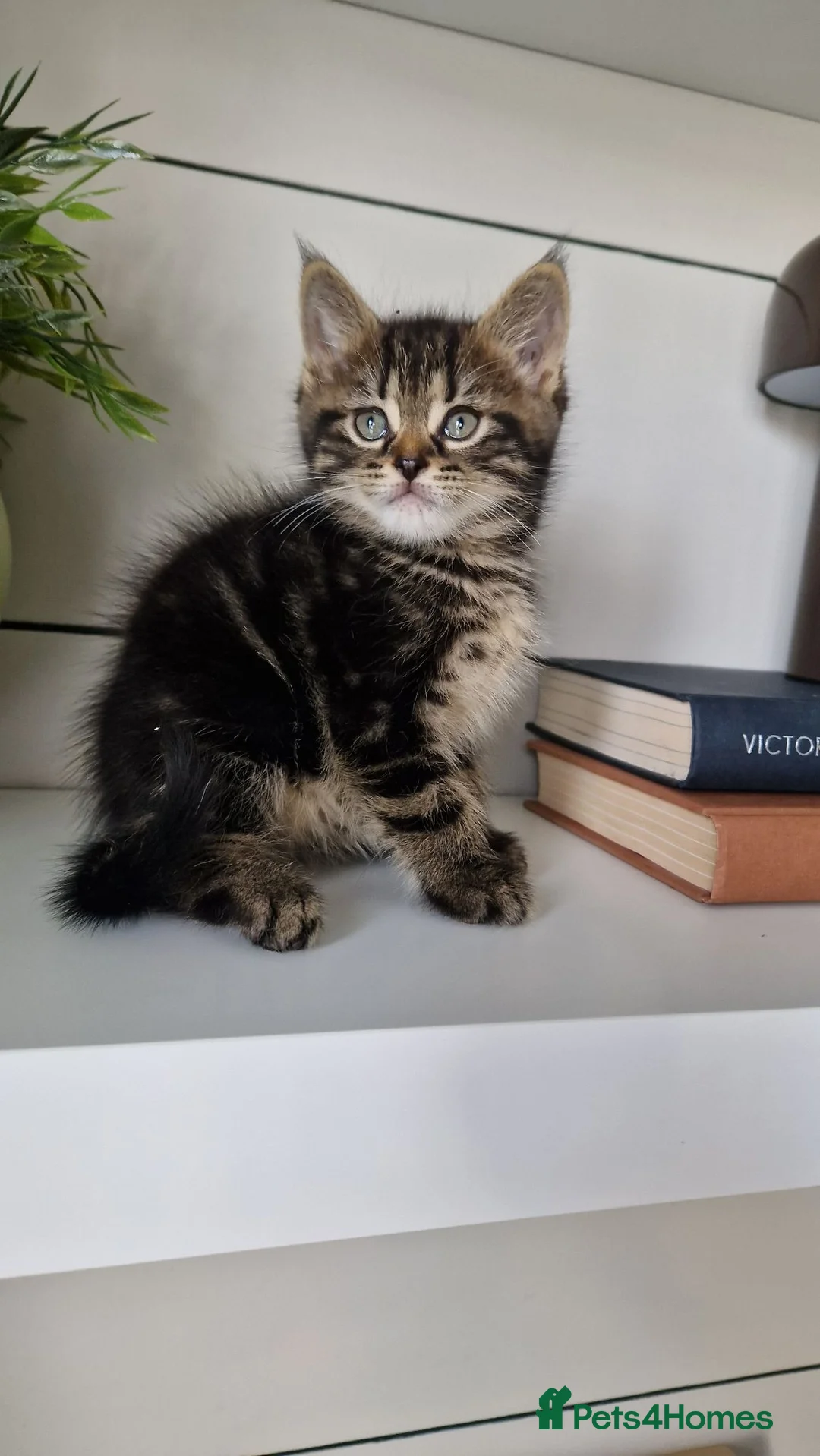 Maine Coon cats for sale: My maincoon Luna has had 7 beautiful kittens - Advert 2
