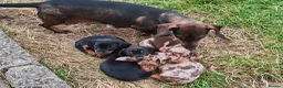 Miniature Dachshund dogs for sale: Dapple & Tan Miniature Dachshund Pups – Ready NOW! in Bristol - Advert 4