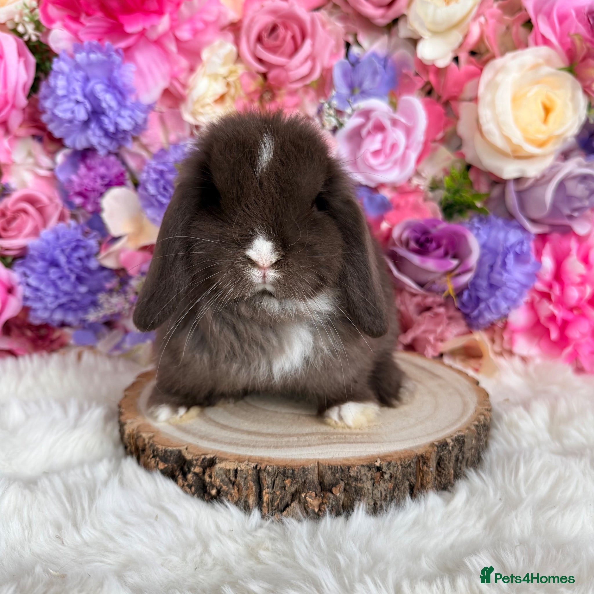 Mini Lop rabbits 🌸 Friendly Mini Lops & dm lionlops 🌸 xxx - Advert 14