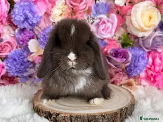 Mini Lop rabbits 🌸 Friendly Mini Lops & dm lionlops 🌸 xxx - Advert 14