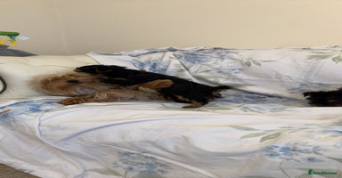 Yorkshire Terrier dogs - Advert 5