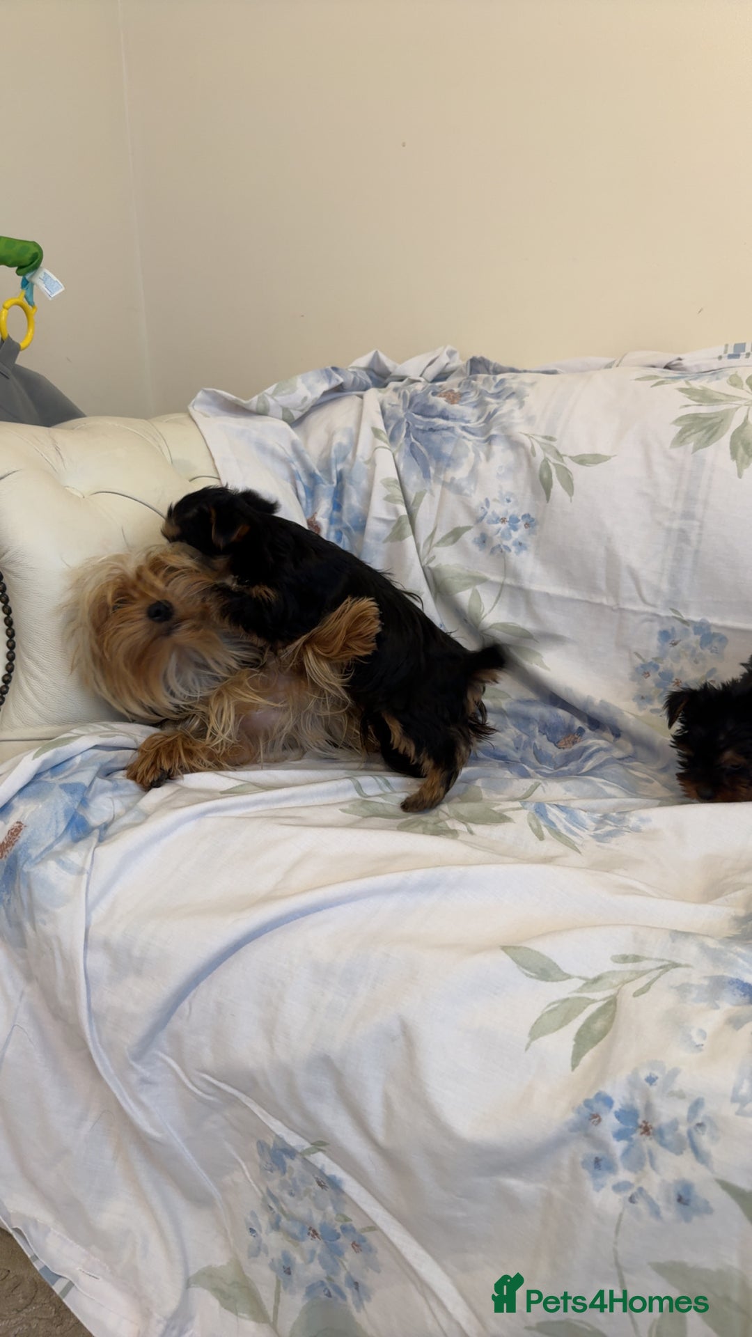 Yorkshire Terrier dogs for sale: Last Mini Yorkshire terrier boy  - Image 2