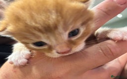 Mixed Breed cats for sale: 2 ginger males - Image 10