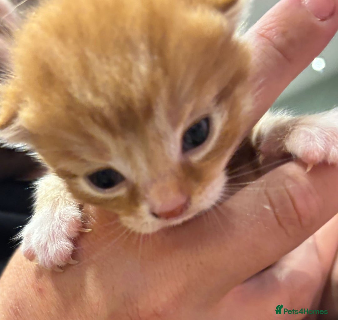 Mixed Breed cats for sale: 2 ginger males - Image 10