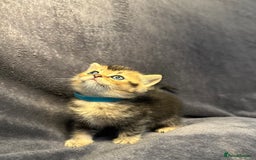 British Shorthair cats for sale: TICA Chunky Golden/Blue Golden BritishSH kittens  - Image 9