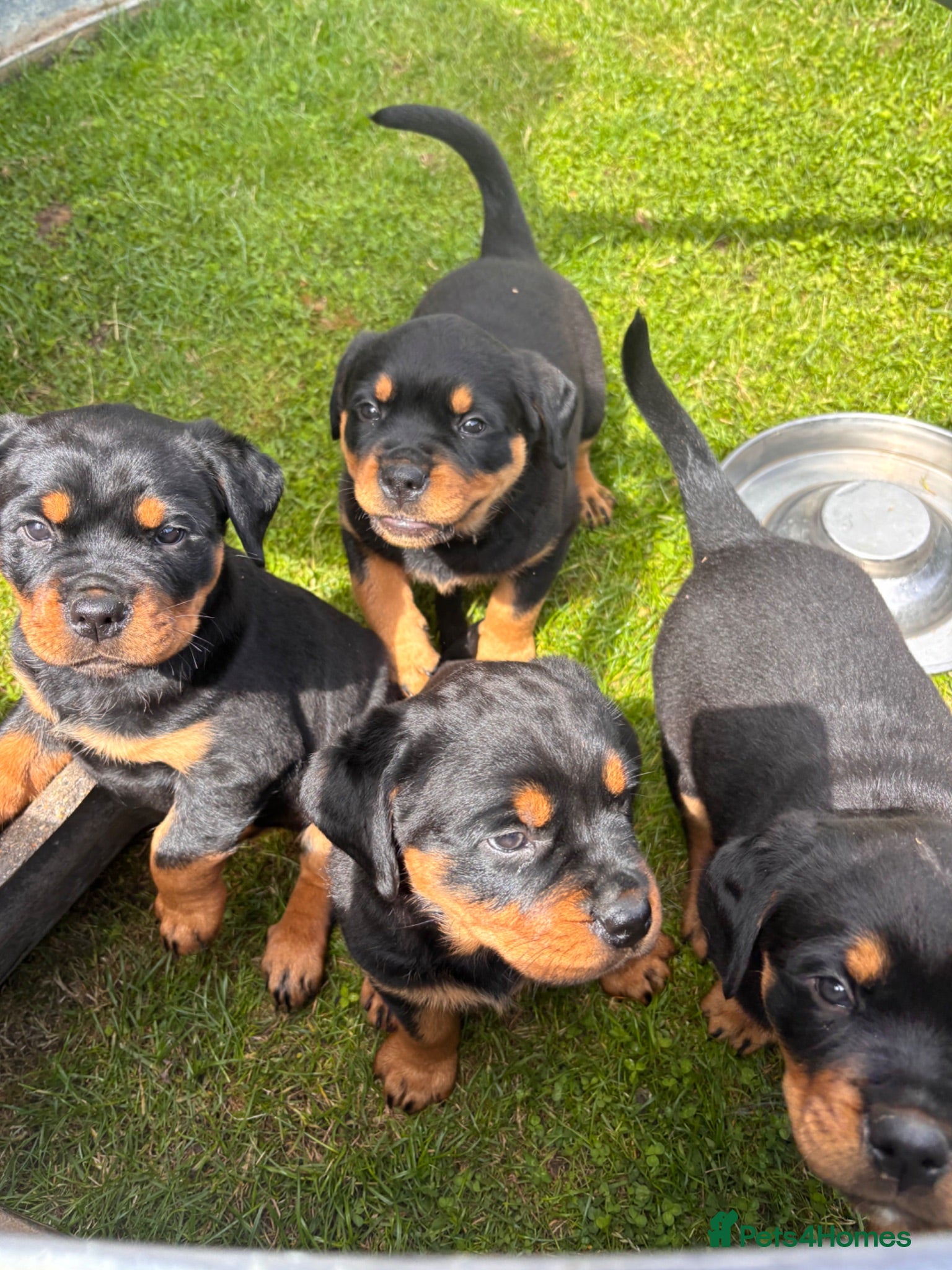 Rottweiler dogs Gorgeous chunky girl  - Advert 11
