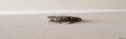 Mixed Breed dogs for sale: Dameranian puppies - Advert 4