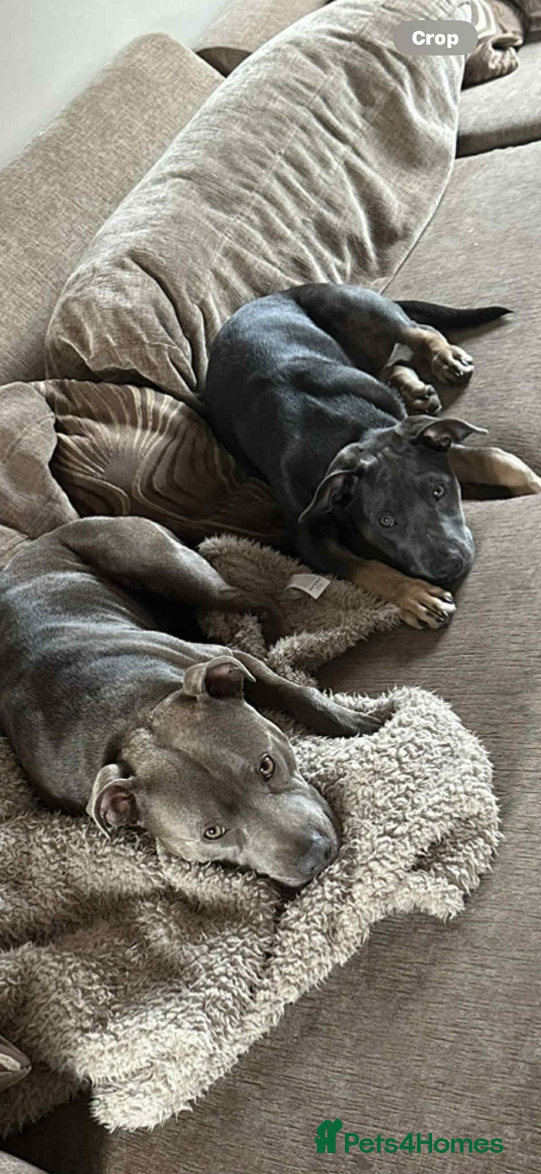 Mixed Breed dogs for sale: Blue staffy x classic bully Puppies 🐶 💙  - Image 12
