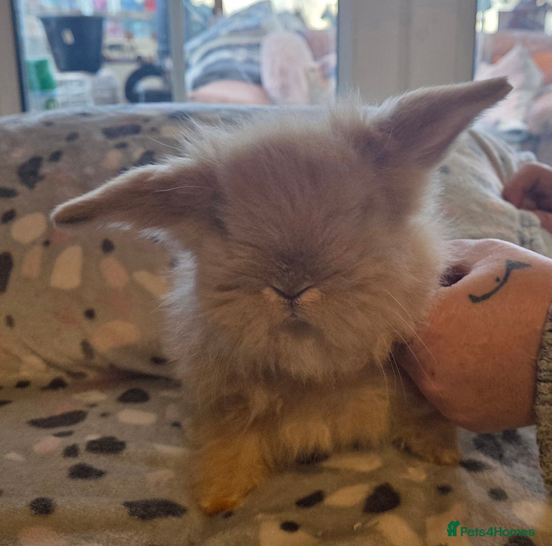 Mini Lion Lop rabbits for sale:  Male teddywidder bunnies  - Advert 15