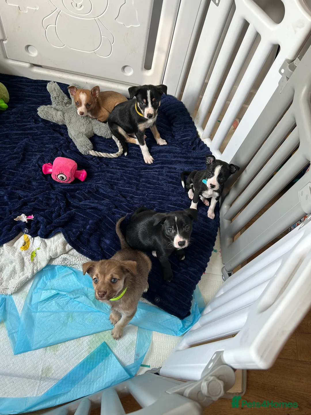 Chihuahua dogs for sale: Beautiful Chihuahua puppies - Advert 2