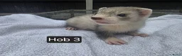 Ferret rodents for sale: Silver Ferret Kits Ready To Leave - Advert 15