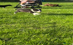 Bearded Collie dogs for sale: Breaded collie puppies  - Image 4
