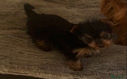Yorkshire Terrier dogs for sale: Yorkshire Terrier girls for sale Ready now - Image 4