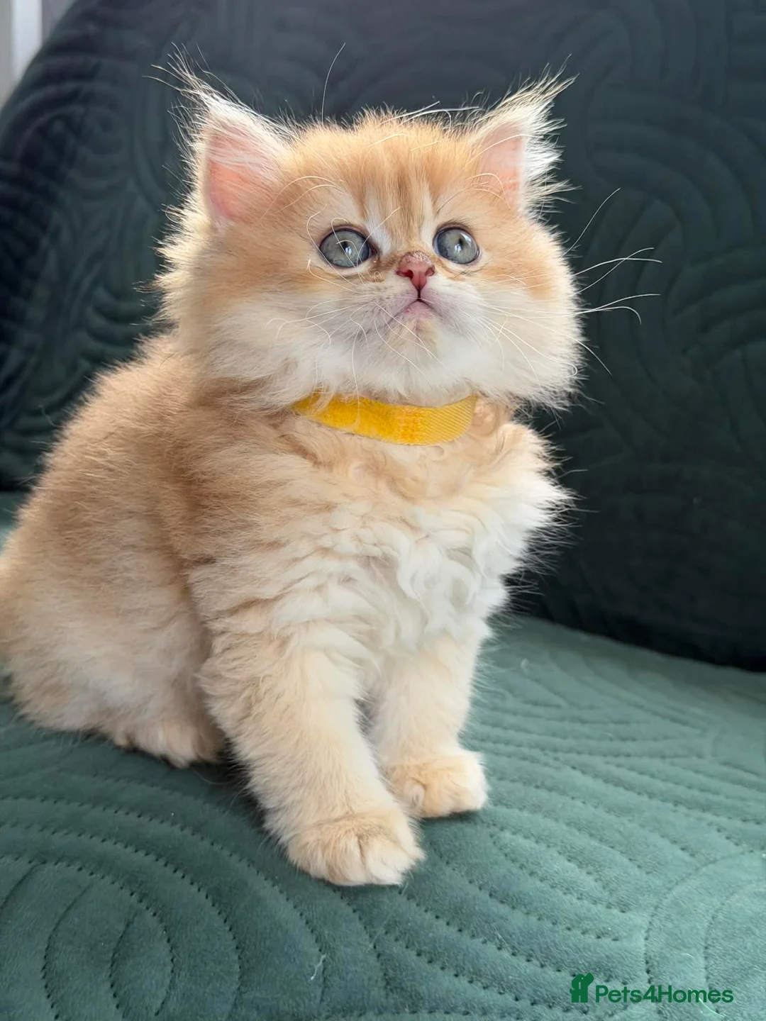 British Longhair cats for sale: CHUNKY, BEAUTIFUL BLH GOLDEN KITTENS  - Advert 8