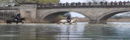 Irish Cob horses for sale: Big Betty in Huntingdon - Advert 9