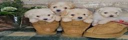 Maltipoo dogs for sale: Exceptional TINY toy🧸 Japanese X Asian Maltipoos - Advert 2