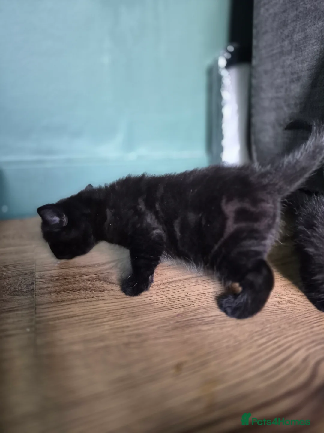 Mixed Breed cats for sale: 4 chunky male kittens  - Advert 2