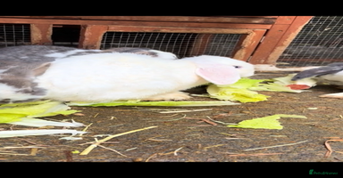 French Lop rabbits - Advert 5