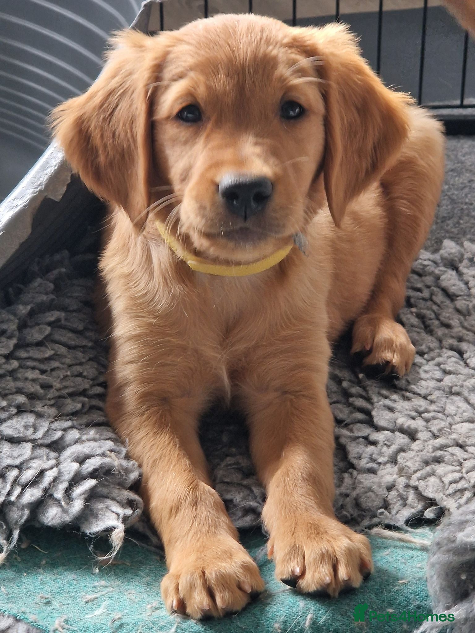 Golden Retriever dogs Health tested KC Red Golden Retrievers ready today - Advert 4