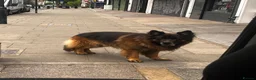 German Shepherd dogs for stud: German Shepard Hugo  in Waltham Cross - Advert 5