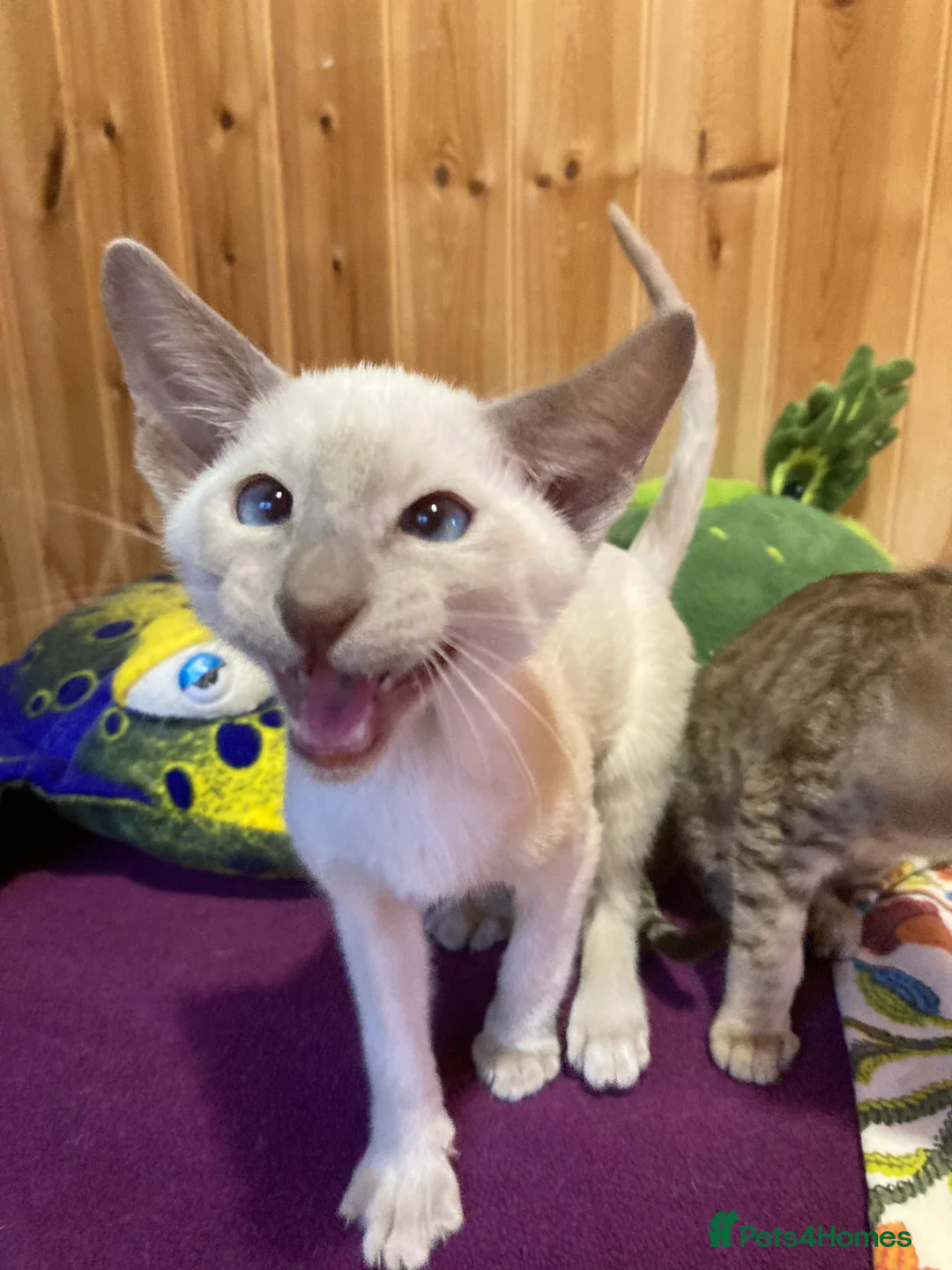 Oriental cats for sale: Oriental boy kittens - Advert 16