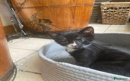 Mixed Breed cats for sale: 4 kittens  - Image 5