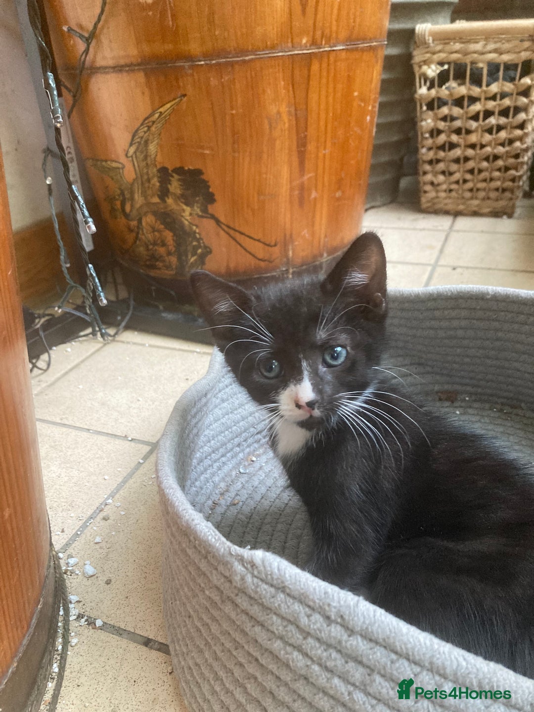 Mixed Breed cats for sale: 4 kittens  - Image 5