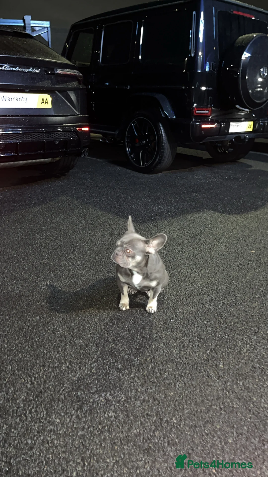 French Bulldog dogs for sale: French bulldog  - Advert 3