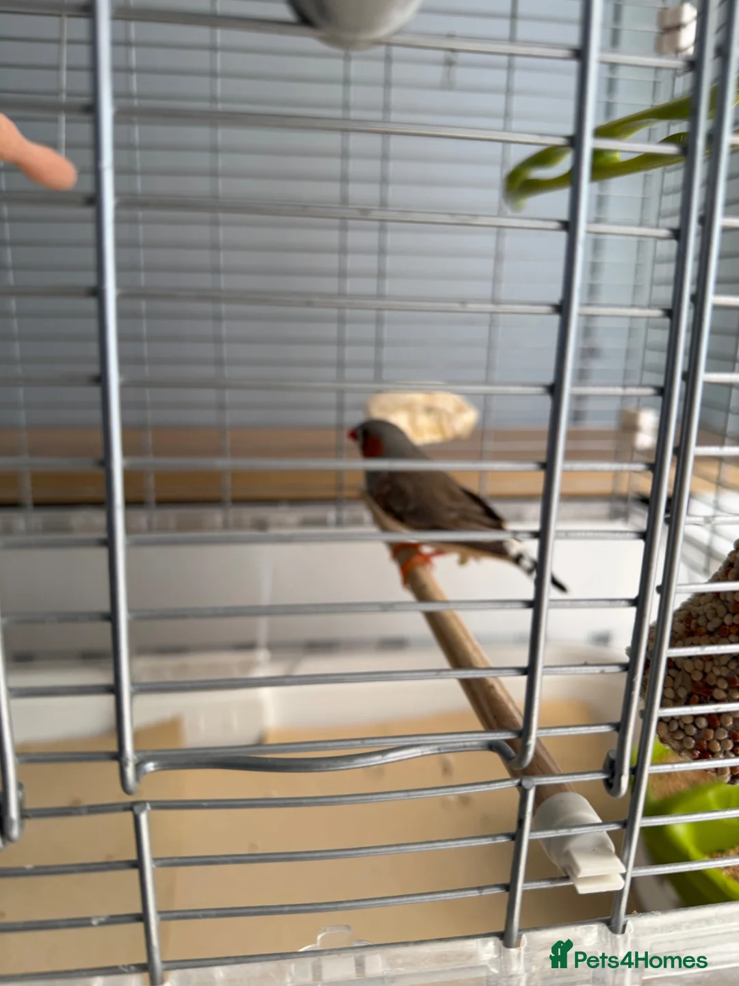 Finches birds for sale: male zebra finch  in Redditch - Advert 2