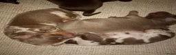 Miniature Dachshund dogs for sale: Miniature dachshund puppies  - Advert 10