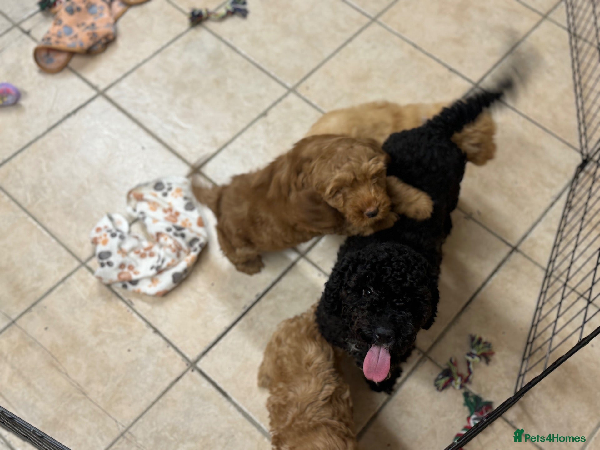 Cockapoo dogs for sale: 🐶Beautiful cockapoo puppy’s🐶 - Advert 13