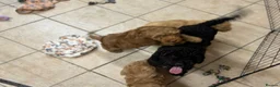 Cockapoo dogs for sale: 🐶Beautiful cockapoo puppy’s🐶 - Advert 7