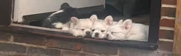 French Bulldog dogs for sale: Fluffy French bulldog - Advert 4