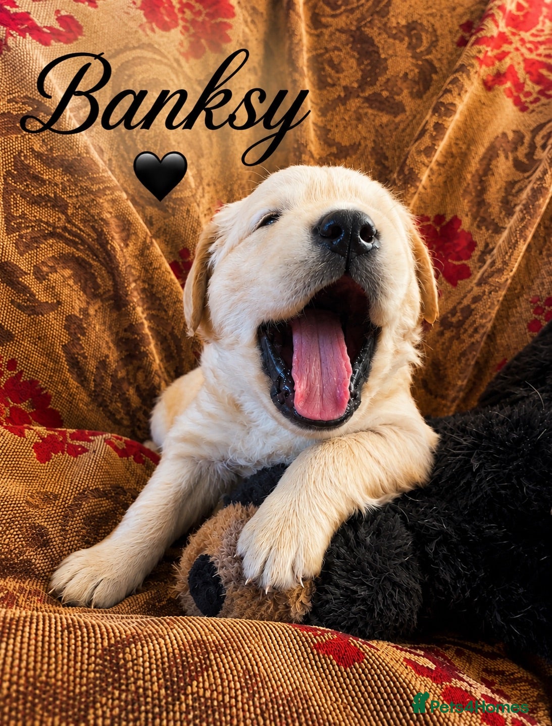 Golden Retriever dogs KC Registered Puppies From Our Much Loved Goldens! - Advert 2