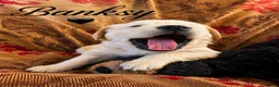 Golden Retriever dogs for sale: KC Registered Puppies From Our Much Loved Goldens! - Advert 2