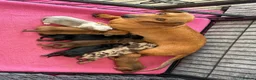 Dachshund dogs for sale: Miniature dachshund! - Advert 8