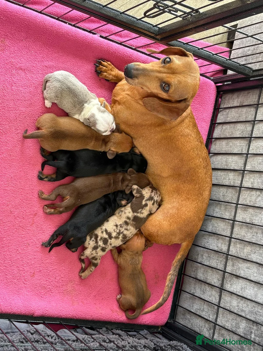 Dachshund dogs for sale: Miniature dachshund! - Advert 8