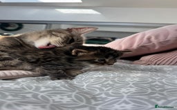 Mixed Breed cats for sale: Kittens - Image 8