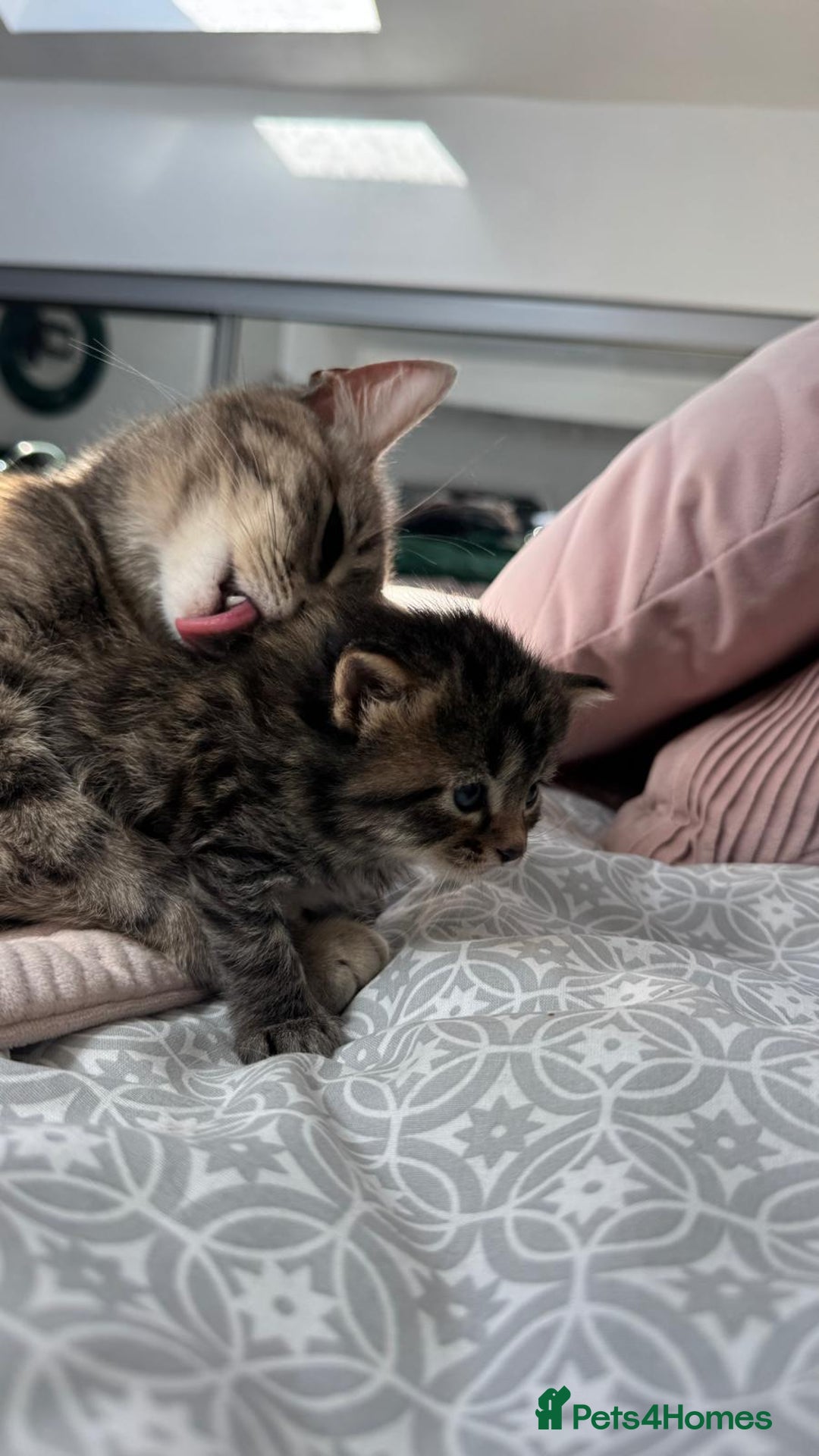 Mixed Breed cats for sale: Kittens - Image 8