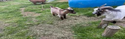Goats livestock for sale: Castrated male  - Advert 1