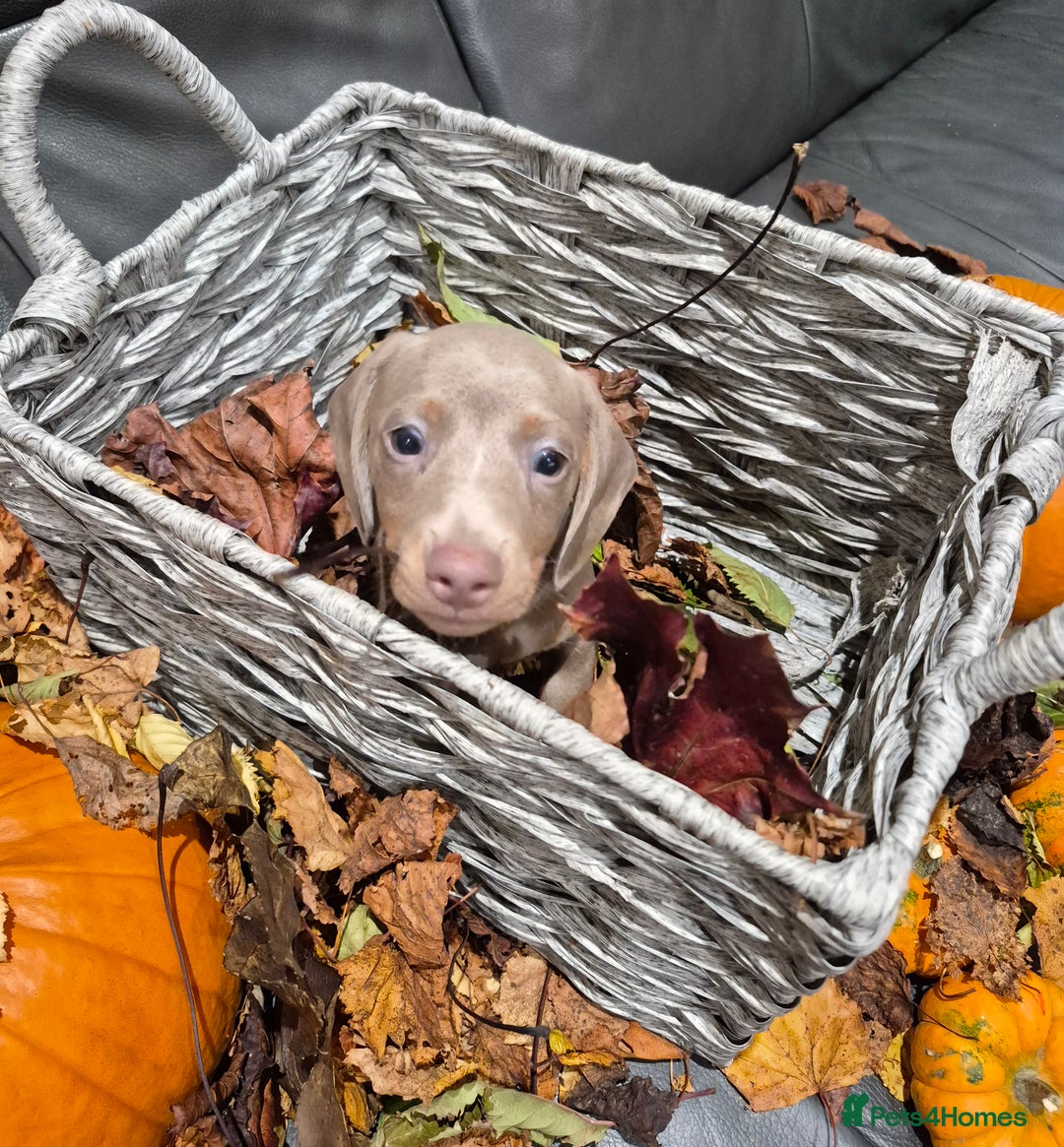Miniature Dachshund dogs for sale: TRUE MINIATURE DASCHUND BABIES only 5 - Image 25