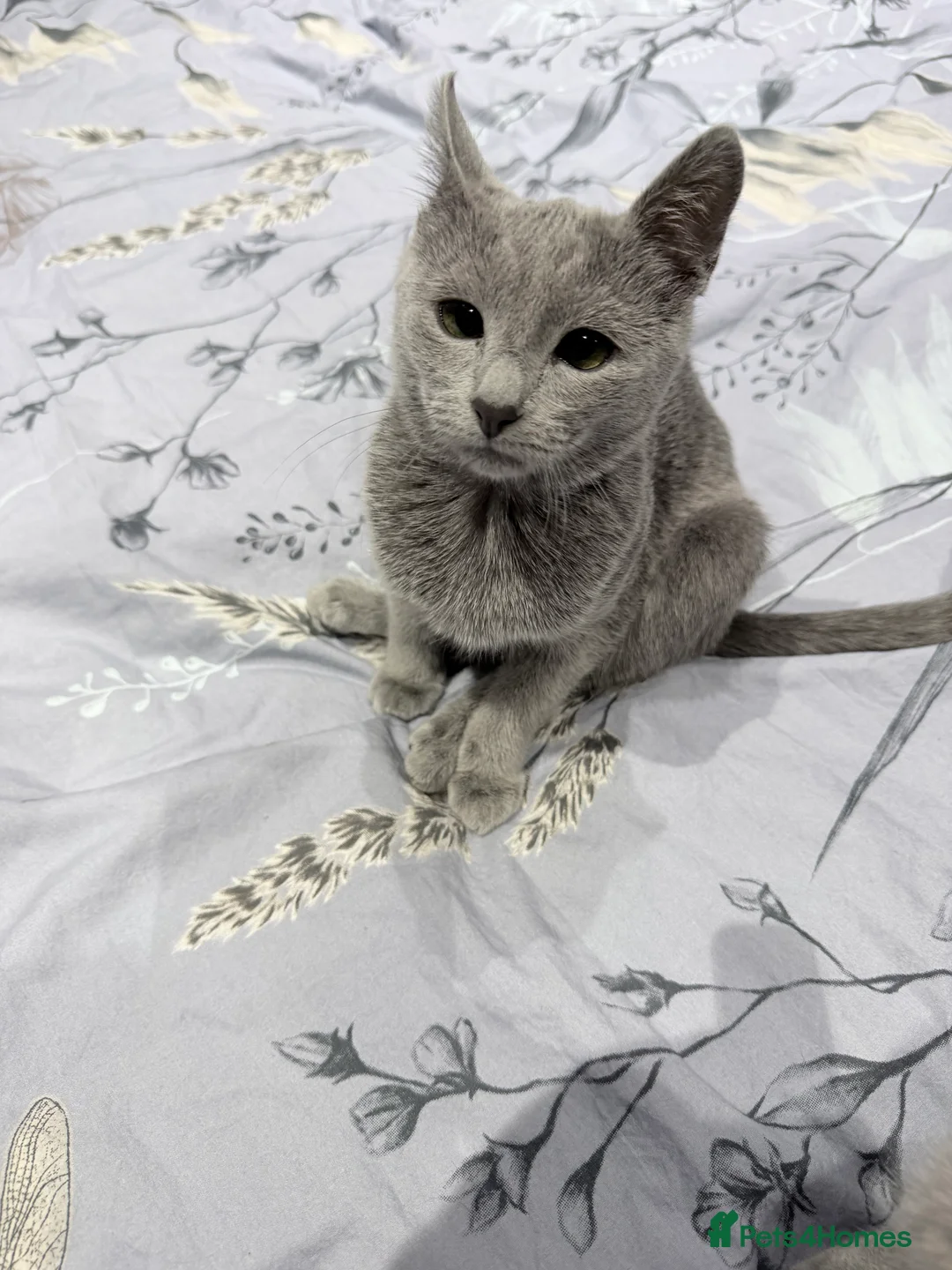 Russian Blue cats for sale: Adorable Russian blue kitten champion bloodline - Advert 6