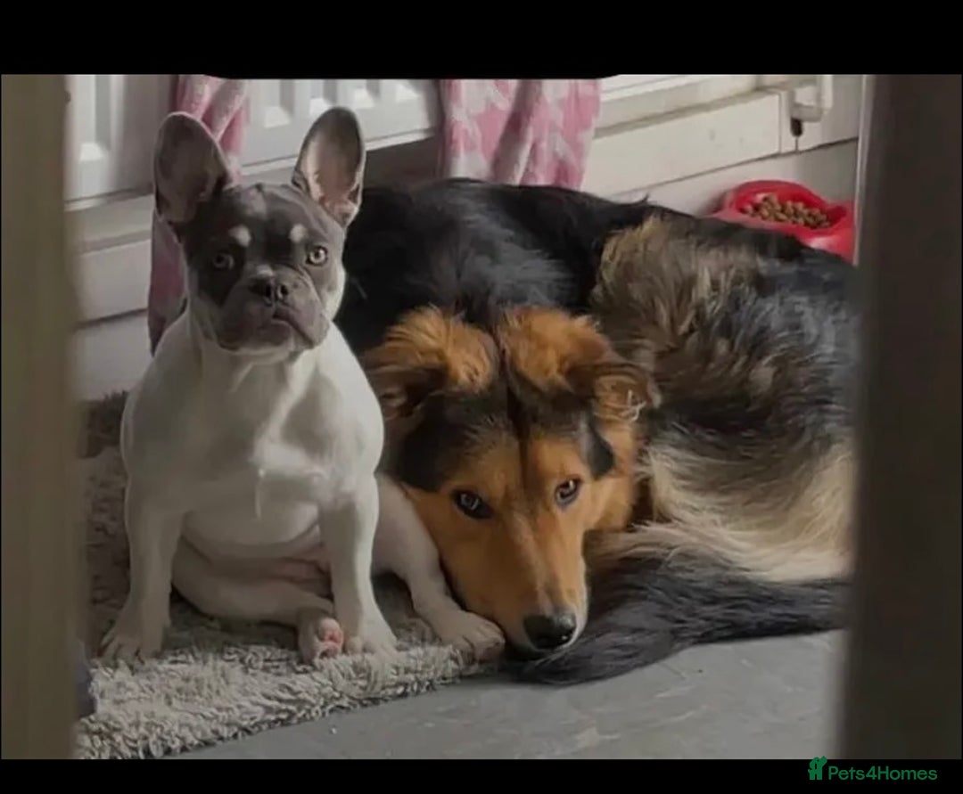 French Bulldog dogs for sale: French bulldog 8 months old - Image 3