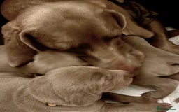 Weimaraner dogs for sale: 1 boy unexpectedly available from a super litter - Image 8