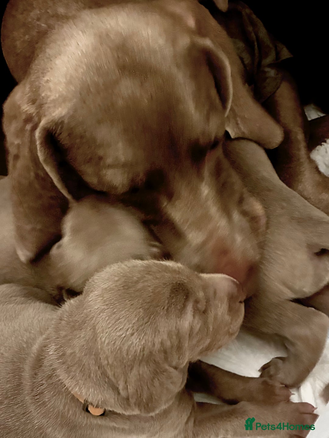 Weimaraner dogs for sale: 1 boy unexpectedly available from a super litter - Image 8